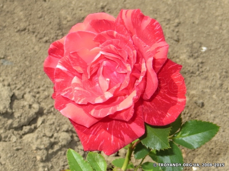 Red Intuition